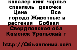  кавалер кинг чарльз спаниель -девочка › Цена ­ 45 000 - Все города Животные и растения » Собаки   . Свердловская обл.,Каменск-Уральский г.